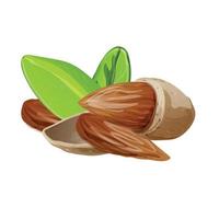 Raw almonds icon, cartoon style vector