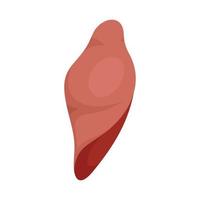 Liver icon, flat style vector