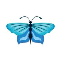 beauty blue butterfly insect vector