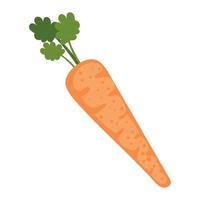 fresh carrot vegetable vector