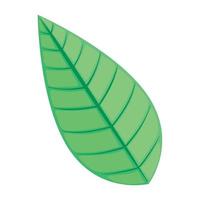 follaje de la planta de hoja vector