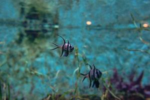 coloridos peces tropicales y corales bajo el agua en el acuario foto