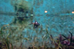 coloridos peces tropicales y corales bajo el agua en el acuario foto