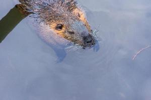 beavers in the water in the zoo photo