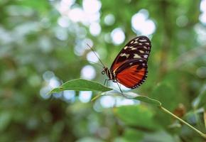 beautiful butterfly on the green leaves of the plants in the garden photo