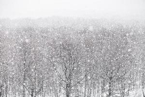 nevadas sobre el bosque en día de invierno foto