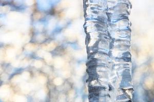 icicle close up and blurred trees on background photo