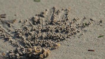 filmagem pequeno caranguejo de areia fazendo bolas de areia na praia da ilha de phuket video