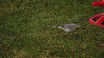 Wagtail bird Motacilla alba feeding on grass field video