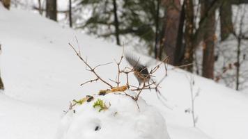 pájaros tit picotean semillas en el bosque de invierno. alimentación de aves durante la temporada de heladas de invierno