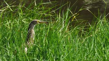 A great gray heron stands in tall green grass in a swamp video