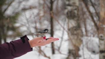 la teta de pájaro aterriza en la mano extendida que sostiene nueces y semillas. adorable pájaro con plumas de colores picotea una semilla de la mano de la mujer invierno video