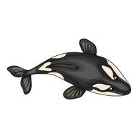 Top view orca whale icon, cartoon style vector