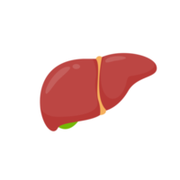 ícone do fígado. o fígado é o órgão interno humano que ajuda a filtrar toxinas e resíduos do corpo. png