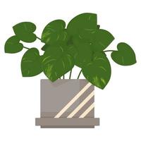 planta epipremnum aureum vector