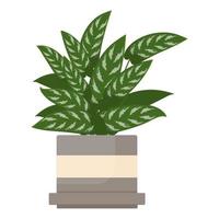 Plant Aglaonema indoor plants vector