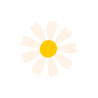 vit daisy. blommor blomning i vår. png
