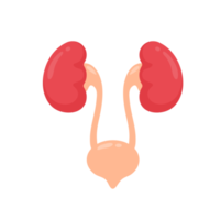 Kidney icon. A red kidney resembling a bean. Serves to filter waste to collect the gastric ulcer. png