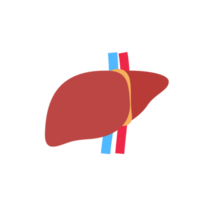 icono de hígado. el hígado es el órgano interno humano que ayuda a filtrar las toxinas y los desechos del cuerpo. png