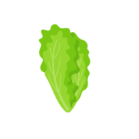 lechuga. vegetales de hojas verdes para una ensalada saludable. png