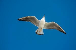 Single seagull flying in blue a sky photo