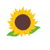 blooming yellow sunflowers full of sunflower seeds inside for decorating welcome cards png