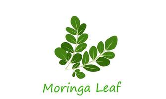 vector illustration. Moringa leaves isolated on white background.