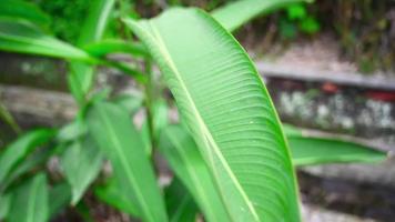 wilde paradiesische Regenwald-Dschungelpflanze als natürlicher Blumenhintergrund. abstrakte Textur Nahaufnahme von frischen exotischen tropischen grünen frischen lockigen Blättern video