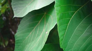 wilde paradiesische Regenwald-Dschungelpflanze als natürlicher Blumenhintergrund. abstrakte Textur Nahaufnahme von frischen exotischen tropischen grünen frischen lockigen Blättern video