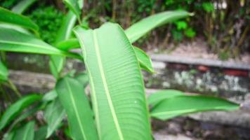 vild paradis regnskog djungel växt som naturlig blommig bakgrund. abstrakt textur stänga upp av färsk exotisk tropisk grön färsk lockigt löv video