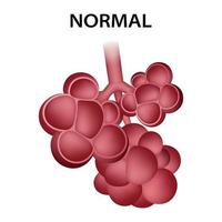 Normal healthy alveoli icon, realistic style vector