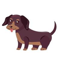 cute dog dachshund vector