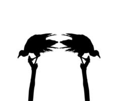 Silhouette of the Black Vulture Bird, Based on my Photography as Image Reference, Location in Nickerie, Suriname, South America. Vector Illustration