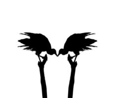 Silhouette of the Black Vulture Bird, Based on my Photography as Image Reference, Location in Nickerie, Suriname, South America. Vector Illustration