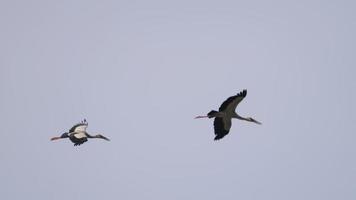 oiseau à bec ouvert asiatique anastomus oscitans volant dans le ciel, thaïlande video