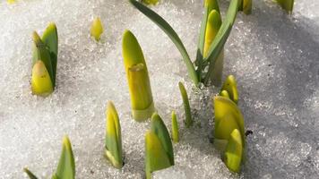 Snow melts in spring in the garden and flowers grow, timelapse video
