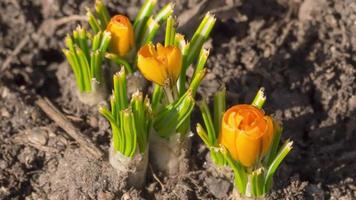 geel bloemen in de tuin. timelapse bloeiend geel krokus bloemen video