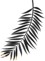 Black Grunge Palm Leaf png
