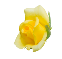 A yellow rose blooms on the cutout. png