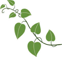 Simplicity ivy freehand drawing png