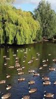 Vertical Portrait Footage of Geese and Seagull are at the Edge of Lake Water at a Local Public Park video