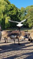 imagens de retrato vertical de gansos e gaivotas estão à beira da água do lago em um parque público local video