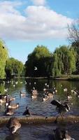 Vertikale Porträtaufnahmen von Gänsen und Möwen befinden sich am Rand des Seewassers in einem örtlichen öffentlichen Park video