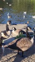 Vertikale Porträtaufnahmen von Gänsen und Möwen befinden sich am Rand des Seewassers in einem örtlichen öffentlichen Park video