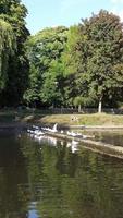 des images de portrait vertical d'oies et de mouette sont au bord de l'eau du lac dans un parc public local video