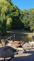 Vertical Portrait Footage of Geese and Seagull are at the Edge of Lake Water at a Local Public Park video