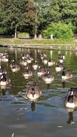 imagens de retrato vertical de gansos e gaivotas estão à beira da água do lago em um parque público local video