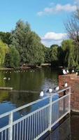 Vertical Portrait Footage of Geese and Seagull are at the Edge of Lake Water at a Local Public Park video