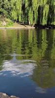 verticale ritratto metraggio di oche e gabbiano siamo a il bordo di lago acqua a un' Locale pubblico parco video