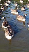 Vertical Portrait Footage of Geese and Seagull are at the Edge of Lake Water at a Local Public Park video